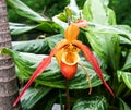 An Orange Lady Slippper Flower Booming Royalty Free Stock Photo