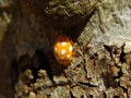 Orange Ladybird beetle on a tree Royalty Free Stock Photo