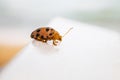 The orange ladybird beetle wanders on slippery ground Royalty Free Stock Photo