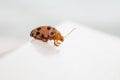 The orange ladybird beetle wanders on slippery ground. Royalty Free Stock Photo