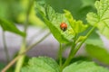 Orange Ladybird, Ladybug crawling on green leaf of Currant in th