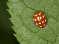 Orange ladybird Royalty Free Stock Photo