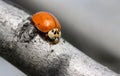 Orange Ladybug