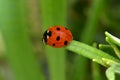Orange Ladybug on Green Rosemary Leaf Royalty Free Stock Photo