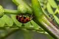 Orange ladybug with black dots and an ant Royalty Free Stock Photo