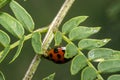 Orange ladybug with black dots Royalty Free Stock Photo