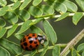 Orange ladybug with black dots Royalty Free Stock Photo