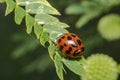 Orange ladybug with black dots Royalty Free Stock Photo