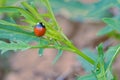 Ladybug and tender shoot Royalty Free Stock Photo