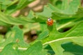 Ladybug and tender shoot Royalty Free Stock Photo