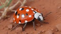 Orange Ladybug with Black and White Spots on a Sandy Surface: A Macro View Royalty Free Stock Photo