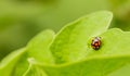 Orange Ladybug close up on a green leaf Royalty Free Stock Photo