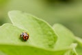 Orange Ladybug close up on a green leaf, Predator insect species Royalty Free Stock Photo