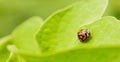 Orange Ladybug close up on a green leaf Royalty Free Stock Photo