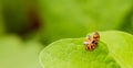 Orange Ladybug close up on a green leaf Royalty Free Stock Photo