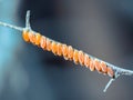 Orange ladybug eggs on branch with blurred background