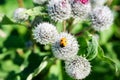 Orange ladybug on flower Royalty Free Stock Photo