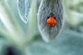 Orange ladybug larva on a fluffy mint green leaf. Royalty Free Stock Photo