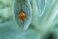 Orange ladybug larva on a fluffy mint green leaf. Royalty Free Stock Photo