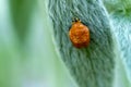 Orange ladybug larva on a fluffy mint green leaf. Royalty Free Stock Photo