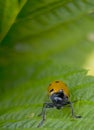 Orange ladybug macro on green background Royalty Free Stock Photo