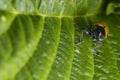 Orange ladybug macro on green background Royalty Free Stock Photo