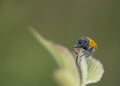 Orange ladybug macro on green background Royalty Free Stock Photo