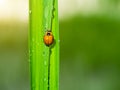 The orange ladybug with blur background