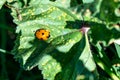 Orange ladybug