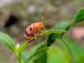 orange ladybug is perching on the leaves Royalty Free Stock Photo