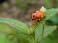 orange ladybug is perching on the leaves Royalty Free Stock Photo