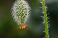Orange Ladybug on poppy bud on garden Royalty Free Stock Photo