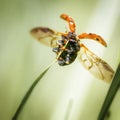 An orange ladybug sits on a green blade of grass, spreading its wings