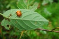 Orange Tortoise Beetle (Aspidimorpha westwoodii) adult, on leaf with feeding damage