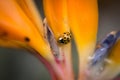 Orange ladybug on a vibrant flower petal. Royalty Free Stock Photo