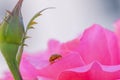 Orange ladybug walking among the delicate and soft pink petals of a rose Royalty Free Stock Photo