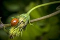 Orange ladybug walking on a flower Royalty Free Stock Photo
