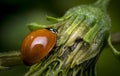 Orange ladybug walking on a flower Royalty Free Stock Photo