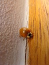 orange ladybug on white wall in close up