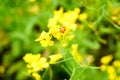 Orange ladybug on yellow rapeseed flower