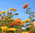 Orange lantana