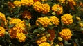 Orange lantana camara flower bush