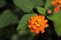 Orange lantana flower