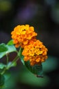 Orange lantana flower on nature background