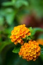 Orange lantana flower on nature background