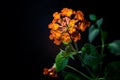 Orange Lantana Flowers camara