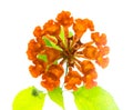 Orange Lantana Flowers camara is isolated on white background