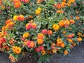 orange lantana flowers in a garden