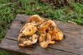 Orange, large mushrooms saffron milk cap Lactarius deliciosus lie on a wooden bench Royalty Free Stock Photo