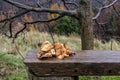 Orange, large mushrooms saffron milk cap Lactarius deliciosus lie on a wooden bench Royalty Free Stock Photo